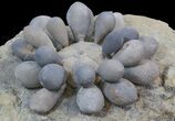 Fossil Club Urchin (Firmacidaris) - Jurassic #39148-4